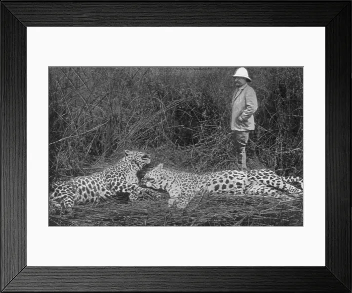 Framed Print : President Theodore Roosevelt (1858-1919), standing beside two dead cheetahs