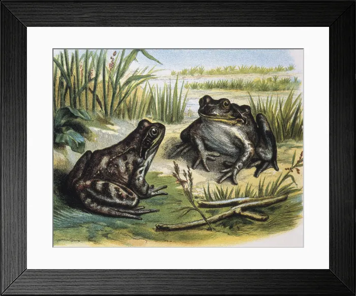 Framed Print : European Common Frog. Amphibians. Engraving after a drawing by a F.Padro. Engraving. - J. Bedmar / Iberfoto / Everett Collection (198193)**US SALES ONLY** Framed Print : European Common Frog. Amphibians. Engraving after a drawing by a F.Padro. Engraving. - J. Bedmar / Iberfoto / Everett Collection (198193)**US SALES ONLY**