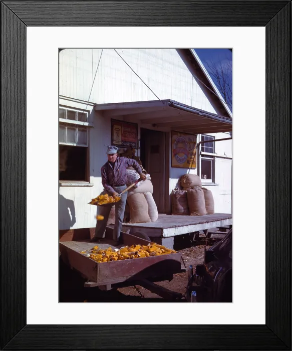 Framed Print : Man shovelling ears of dried corn from wagon through feed store window, photograph by John Vachon, 1942-1943 Framed Print : Man shovelling ears of dried corn from wagon through feed store window, photograph by John Vachon, 1942-1943