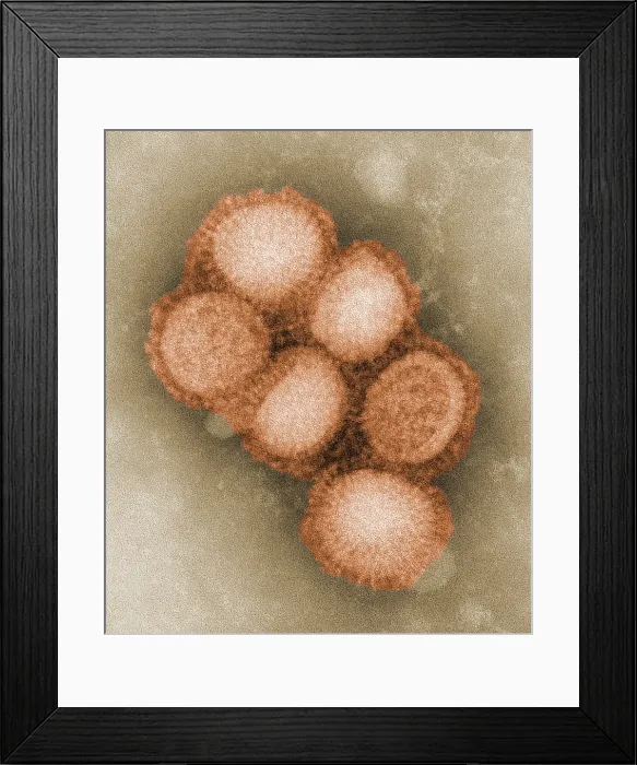 Framed Print : Swine flu virus. Colorized negative stained transmission electron micrograph. Photo by C. S. Goldsmith and A. Balish, 2009