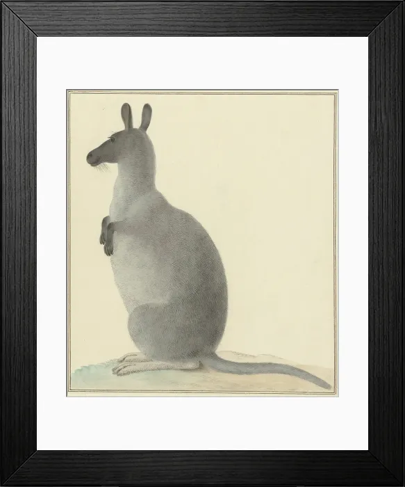 Framed Print : Kangaroo, by Isaac van Haastert, c. 1788-1830, Dutch painting, watercolor on paper. Van Haastert was a draftsman and printmaker (BSLOC_2016_6_328) Framed Print : Kangaroo, by Isaac van Haastert, c. 1788-1830, Dutch painting, watercolor on paper. Van Haastert was a draftsman and printmaker (BSLOC_2016_6_328)