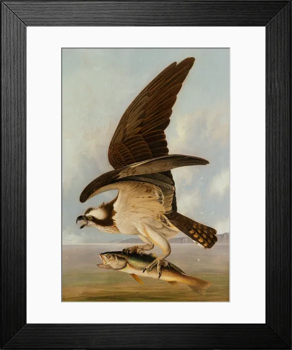 Framed Print : Osprey and Weakfish, by John James Audubon, 1829, American painting, oil on canvas