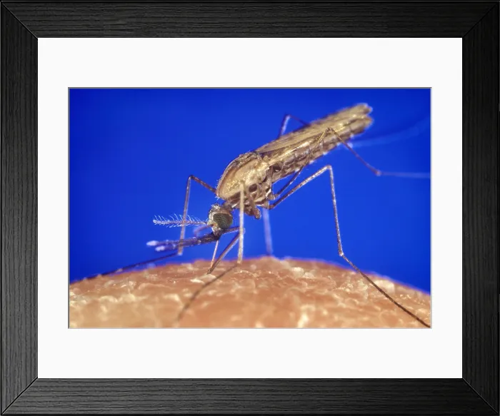 Framed Print : Mosquito feeding. The anopheles gambiae mosquito transmits malaria to humans. Photo by James Gathany, 1994