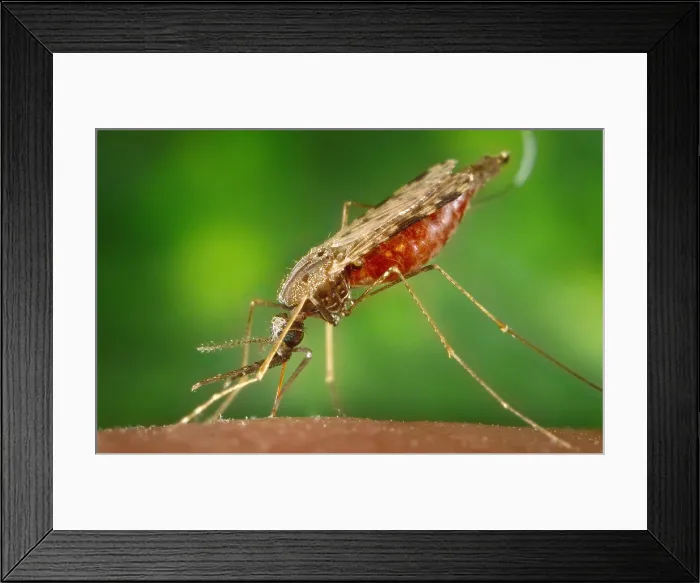 Framed Print : Mosquito feeding. The anopheles albimanus mosquito transmits malaria to humans. Photo by James Gathany, 2005