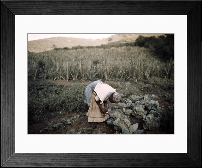 Framed Print : Puerto Rico. Tenant farmer in her garden, Puerto Rico. Photograph by Jack Delano, 1941 Framed Print : Puerto Rico. Tenant farmer in her garden, Puerto Rico. Photograph by Jack Delano, 1941