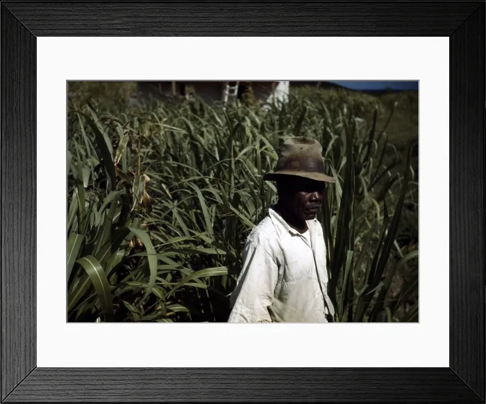 Framed Print : Puerto Rico. Tenant farmer in a sugar-cane field, Puerto Rico. Photograph by Jack Delano, 1941 Framed Print : Puerto Rico. Tenant farmer in a sugar-cane field, Puerto Rico. Photograph by Jack Delano, 1941
