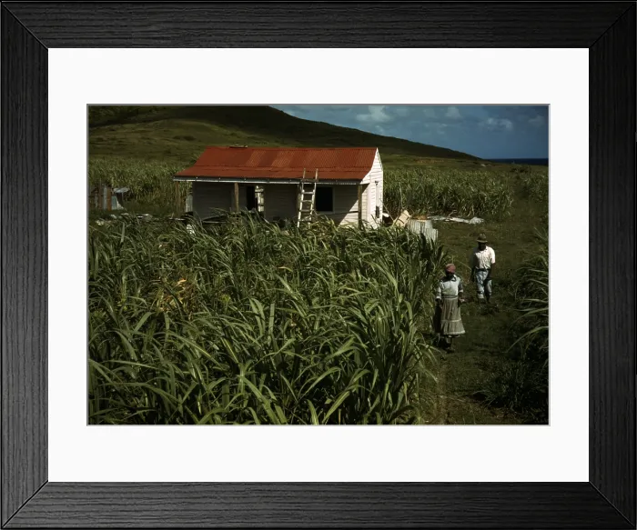 Framed Print : Puerto Rico. Tenant farmers by their house, Puerto Rico. Photograph by Jack Delano, 1941