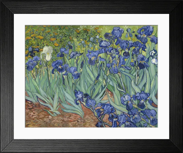 Framed Print : Irises, by Vincent van Gogh, 1889, Dutch Post-Impressionist painting, oil on canvas. Van Gogh painted this in the garden of the asylum in Saint-Remy, France in May 1889