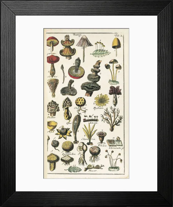 Framed Print : LINNAEUS, Carolus (1707-1778). Illustrated page from Carl von Linn's work 'Compendium Botanices Systematis Linnean': classification of mushrooms Framed Print : LINNAEUS, Carolus (1707-1778). Illustrated page from Carl von Linn's work 'Compendium Botanices Systematis Linnean': classification of mushrooms