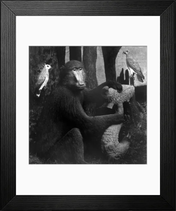 Framed Print : Taxidermied animals, photograph by Eugene S. M. Haines, 1870