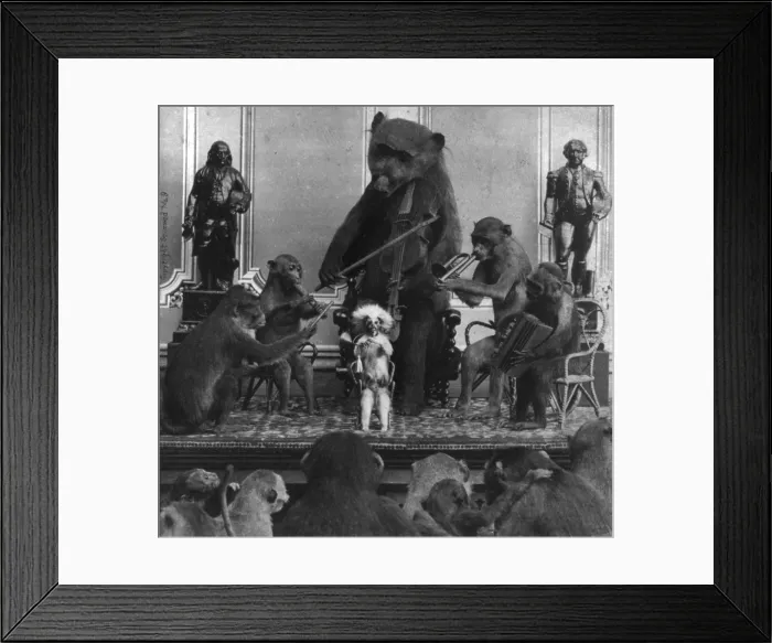 Framed Print : Taxidermy, mounted animals, monkeys playing musical instruments and a replica of a bear with a violin, photograph by Eugene S. M. Haines, 1870 Framed Print : Taxidermy, mounted animals, monkeys playing musical instruments and a replica of a bear with a violin, photograph by Eugene S. M. Haines, 1870