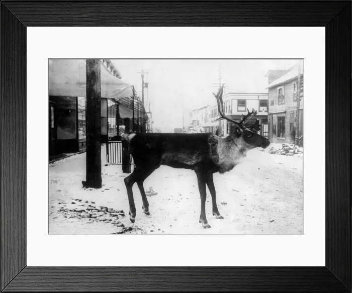 Framed Print : Taxidermy, stuffed reindeer on street, a butcher's sign, Dawson, Yukon Territory, Canada, photograph, circa 1900-1923