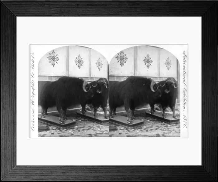 Framed Print : Taxidermy, two musk oxen of the Arctic Regions, which were mounted by a taxidermist, at the International Exhibition, Philadelphia, Pennsylvania, stereo photograph, 1876
