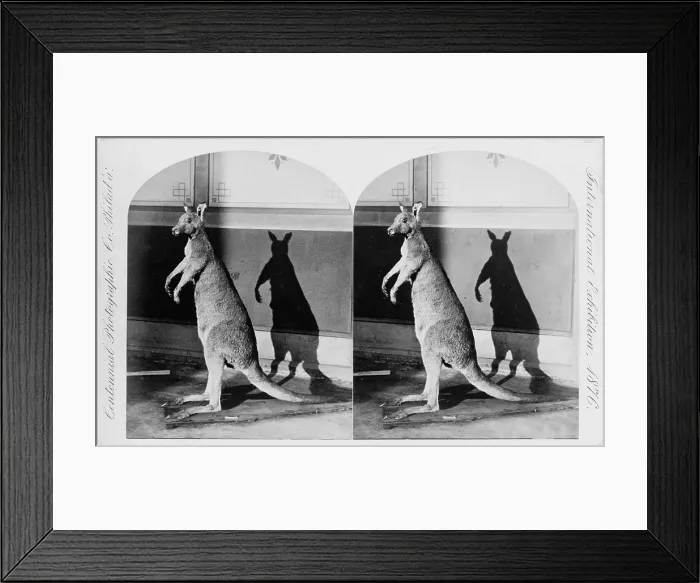 Framed Print : Taxidermy, kangaroo, Philadelphia, Pennsylvania, stereo photograph, 1876 Framed Print : Taxidermy, kangaroo, Philadelphia, Pennsylvania, stereo photograph, 1876