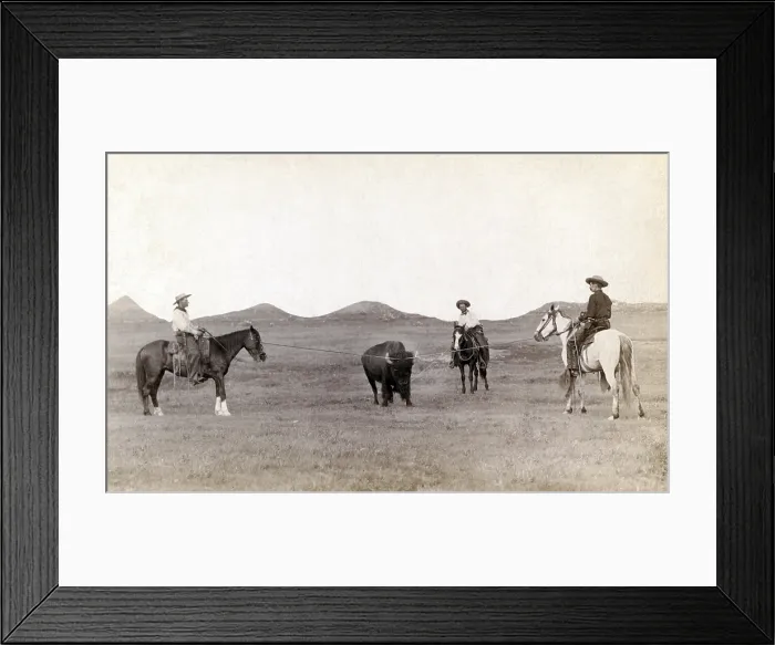 Framed Print : Cowboys, roping a buffalo on the plains, June 24, 1910 Framed Print : Cowboys, roping a buffalo on the plains, June 24, 1910