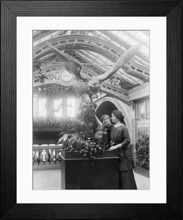 Framed Print : Helen Keller (1880-1968), blind and deaf since age 2, using her hands to 'see' a museum specimen. She used her fame to advocate for education of the disabled