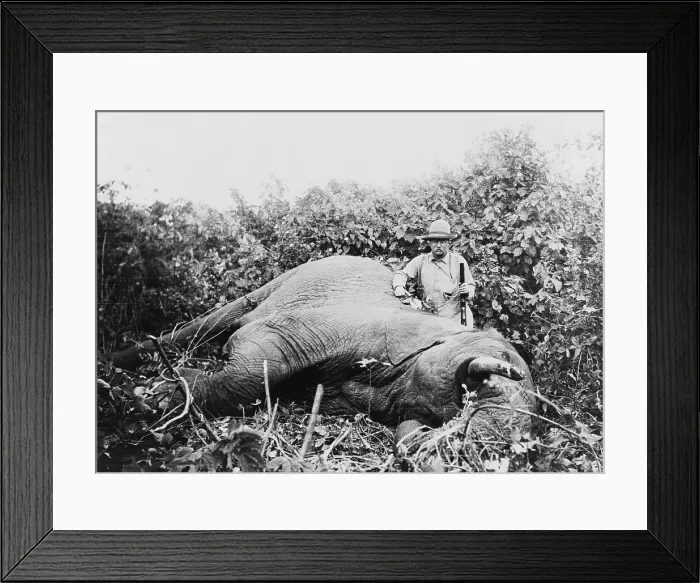 Framed Print : Theodore Roosevelt, with gun stands beside a dead elephant he hunted and killed during his African trip of 1910 Framed Print : Theodore Roosevelt, with gun stands beside a dead elephant he hunted and killed during his African trip of 1910