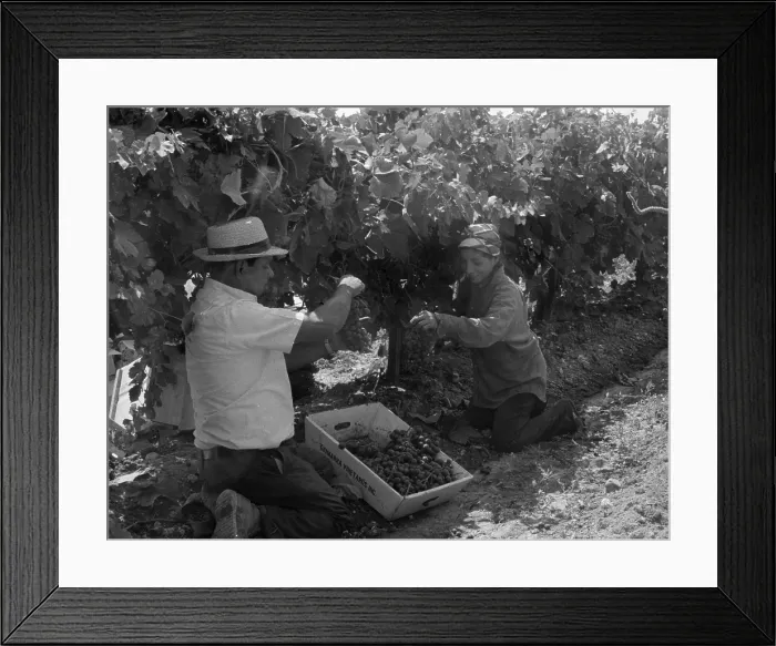 Framed Print : Mexican American migrant laborers picking grapes in a vineyard in the San Joaquin Valley California in 1973