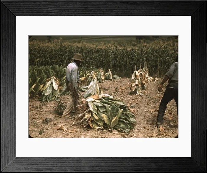 Framed Print : Sharecroppers cutting Burley tobacco and putting it on sticks to wilt before taking it into the curing and drying barn on the Russell Spears farm, Lexington, Kentucky Framed Print : Sharecroppers cutting Burley tobacco and putting it on sticks to wilt before taking it into the curing and drying barn on the Russell Spears farm, Lexington, Kentucky