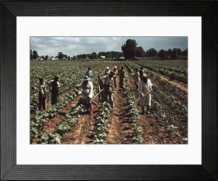 Framed Print : Sharecroppers at Bayou Bourbeau plantation, a cooperative established through the cooperation of FSA, Natchitoches, La, photograph by Marion Post Wolcott, 1940 Framed Print : Sharecroppers at Bayou Bourbeau plantation, a cooperative established through the cooperation of FSA, Natchitoches, La, photograph by Marion Post Wolcott, 1940