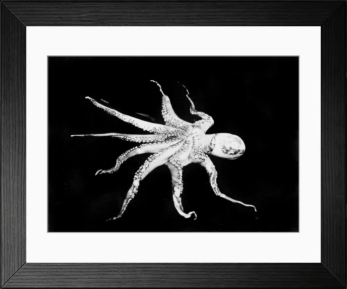 Framed Print : Octopus, photograph circa 1898-1916 Framed Print : Octopus, photograph circa 1898-1916