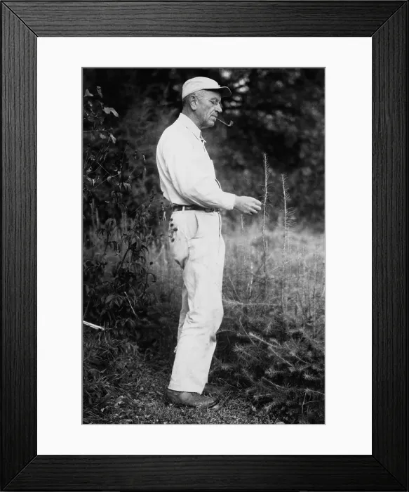 Framed Print : Aldo Leopold, (1886-1948), American ecologist, forester, and environmentalist examining tamarack tree. Leopold was a founder of The Wilderness Society in 1935. 1947 portrait