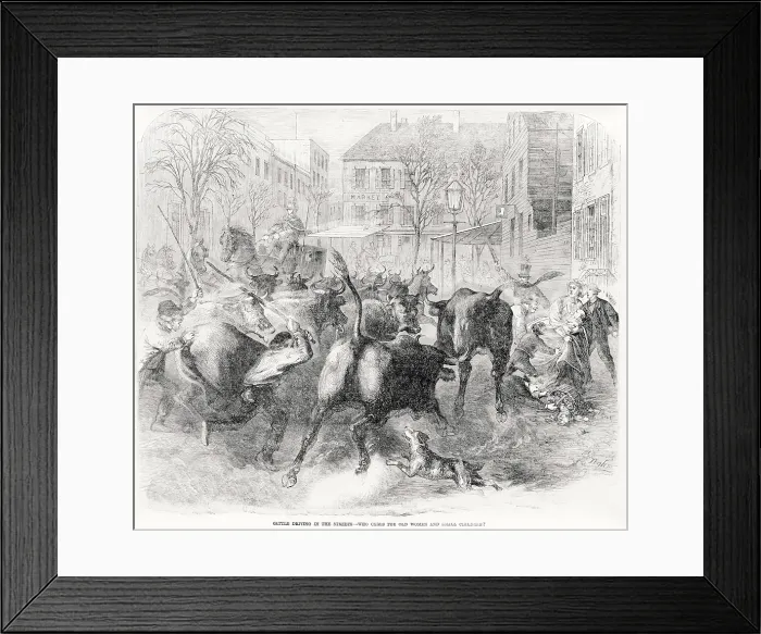 Framed Print : Cattle driving in the streets, text reads: Who cares for old women and small children