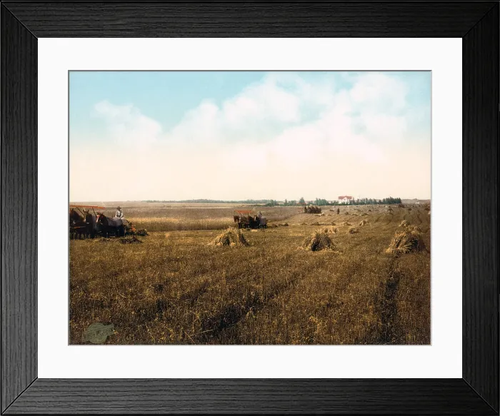 Framed Print : South Dakota harvest field. photochrom, 1898