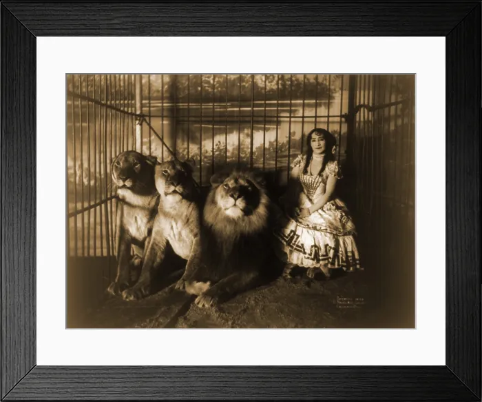 Framed Print : Woman circus performer named Adjie seated in a cage with three lions. 1899 Framed Print : Woman circus performer named Adjie seated in a cage with three lions. 1899