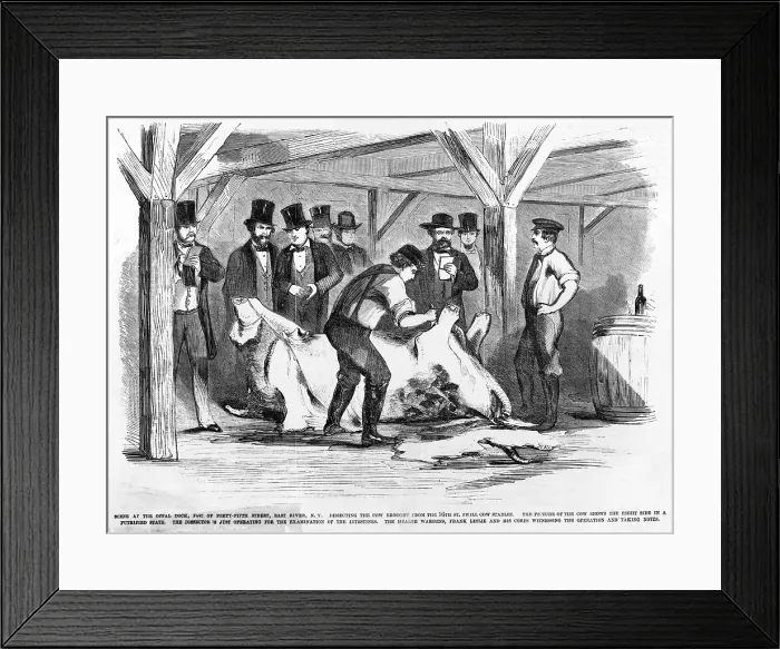 Framed Print : Our exposure of the swill milk trade- scene at the Offal Dock. Dissecting the cow, the right side in a putrified state, before the City health wardens and Frank Leslie