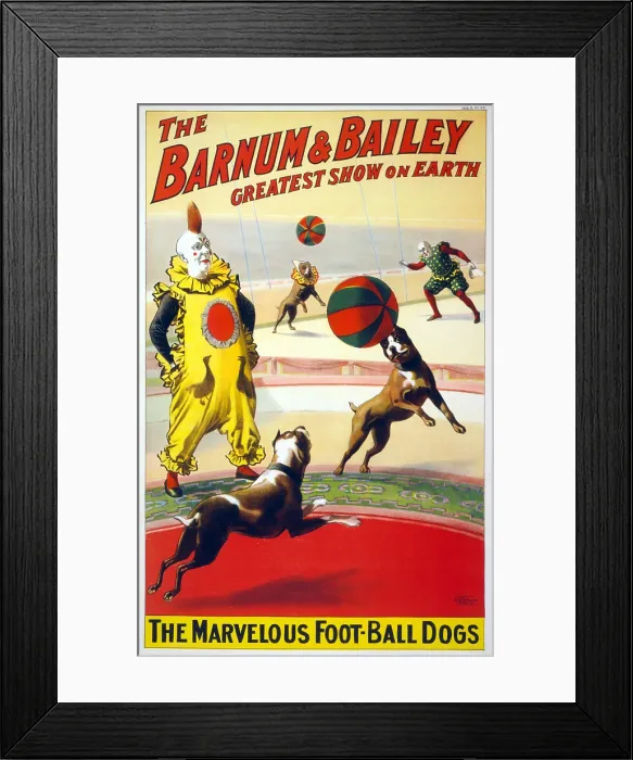 Framed Print : A clown perform with the marvelous foot-ball dogs in the Barnum & Bailey circus. Poster, ca. 1900 Framed Print : A clown perform with the marvelous foot-ball dogs in the Barnum & Bailey circus. Poster, ca. 1900