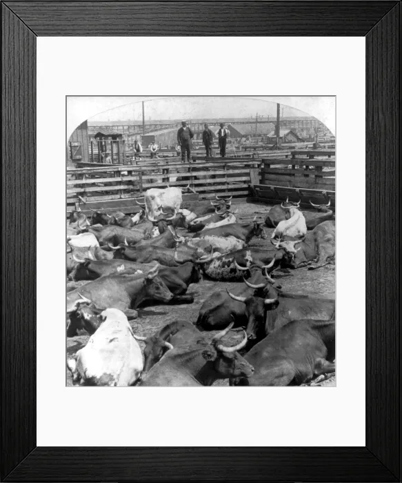 Framed Print : Scene in the Great Union Stockyards, Chicago, Ill. Stereocard, ca. 1900 Framed Print : Scene in the Great Union Stockyards, Chicago, Ill. Stereocard, ca. 1900