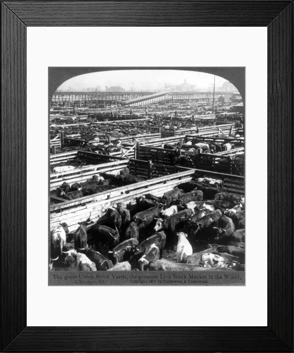 Framed Print : Scene in the Great Union Stockyards, Chicago, Ill. Stereocard, ca. 1900 Framed Print : Scene in the Great Union Stockyards, Chicago, Ill. Stereocard, ca. 1900