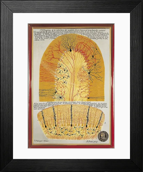 Framed Print : RAMON Y CAJAL, Santiago (1852-1934). Spanish doctor and histologist, Nobel Prize in 1906. Histological schemas of the cerebellum and its structure Framed Print : RAMON Y CAJAL, Santiago (1852-1934). Spanish doctor and histologist, Nobel Prize in 1906. Histological schemas of the cerebellum and its structure