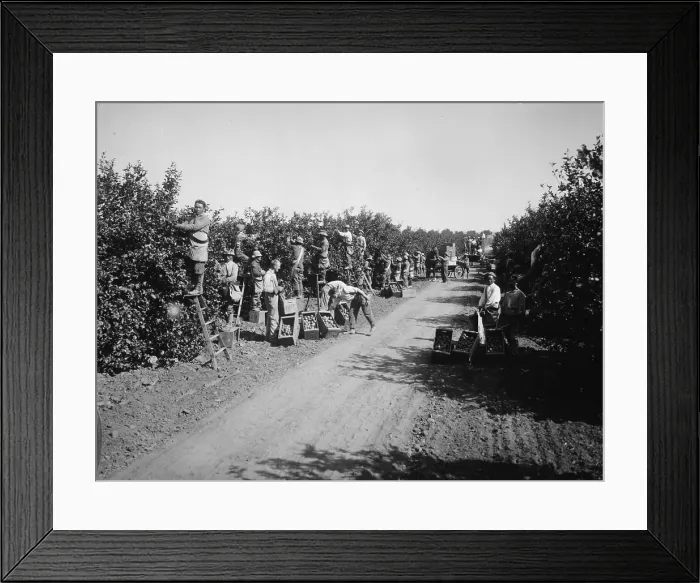 Framed Print : California, California Citrus Heritage Recording Project, view of workers harvesting oranges in groves, Riverside County, circa 1930s