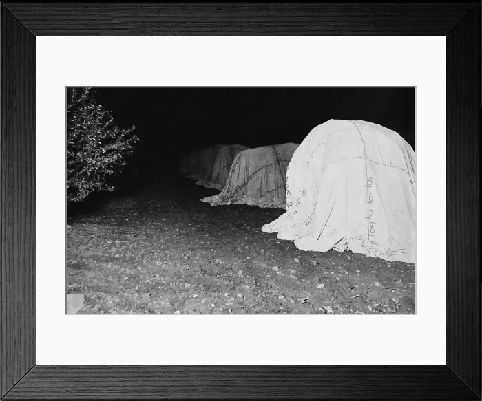 Framed Print : California, California Citrus Heritage Recording Project, tenting of citrus trees at night, Riverside County, circa 1930s Framed Print : California, California Citrus Heritage Recording Project, tenting of citrus trees at night, Riverside County, circa 1930s