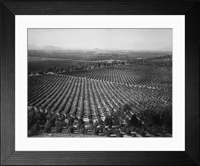 Framed Print : California, California Citrus Heritage Recording Project, view of Arlington Heights citrus groves, Riverside County, circa 1930s