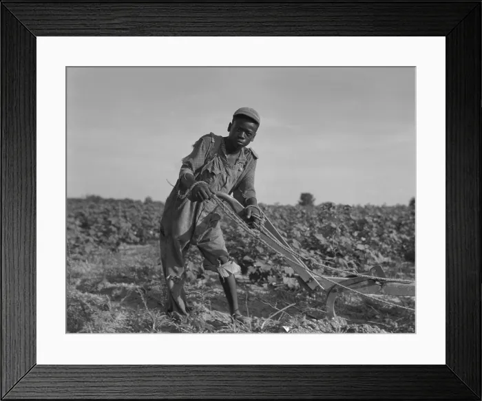 Framed Print : Thirteen-year old African American sharecropper boy plowing in July 1937. Photo by Dorothea Lange