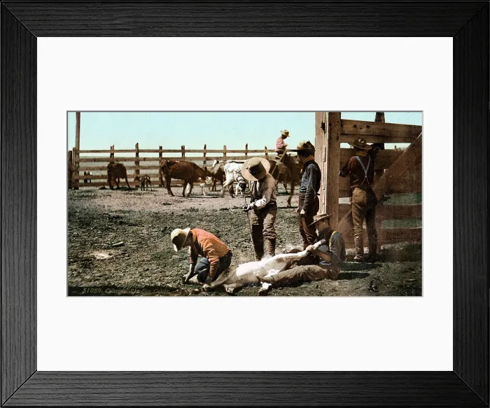 Framed Print : Cattle round up, branding calves, Colorado, photochrom, 1898