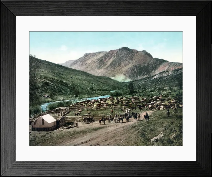 Framed Print : Cattle round up, round up on the Cimarron, Colorado, photochrom, 1898