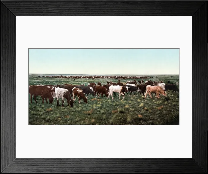 Framed Print : Cattle round up, bunching the herd, Colorado, photochrom, 1898