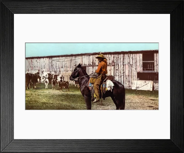 Framed Print : Cowboy throwing lariat, Colorado, photochrom, 1898