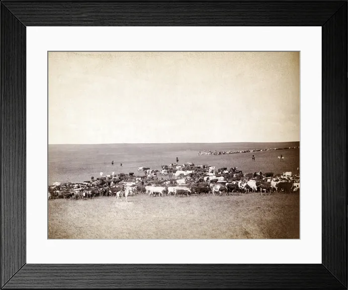 Framed Print : Round-up scenes on Belle Fourche, Dakota Territory. photo by John C. Grabill, 1887 Framed Print : Round-up scenes on Belle Fourche, Dakota Territory. photo by John C. Grabill, 1887
