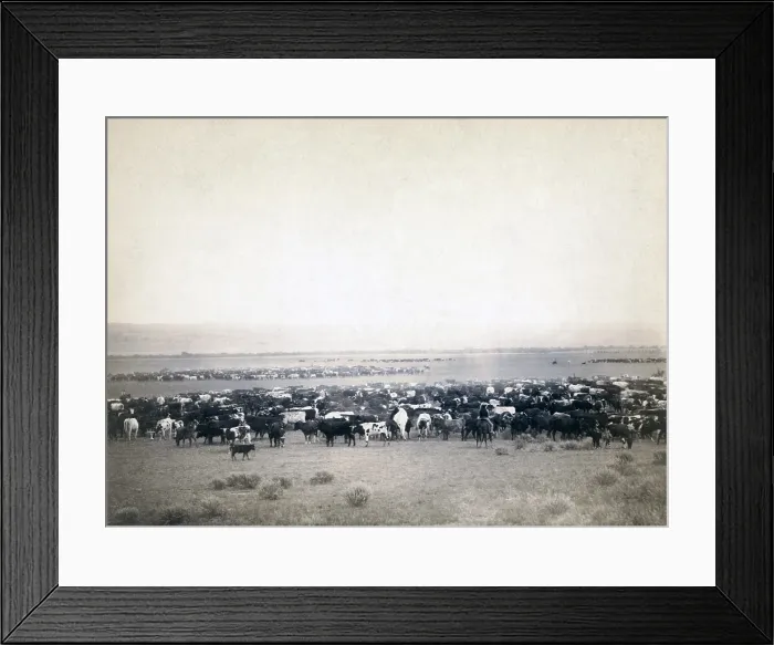 Framed Print : Round-up at Moss Agate, Dakota Territory. photo by John C. Grabill, 1887 Framed Print : Round-up at Moss Agate, Dakota Territory. photo by John C. Grabill, 1887