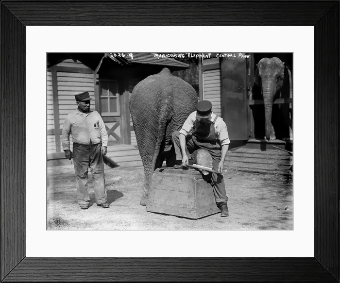 Framed Print : Manicuring an elephant, in Central Park, New York City, circa early 1900s