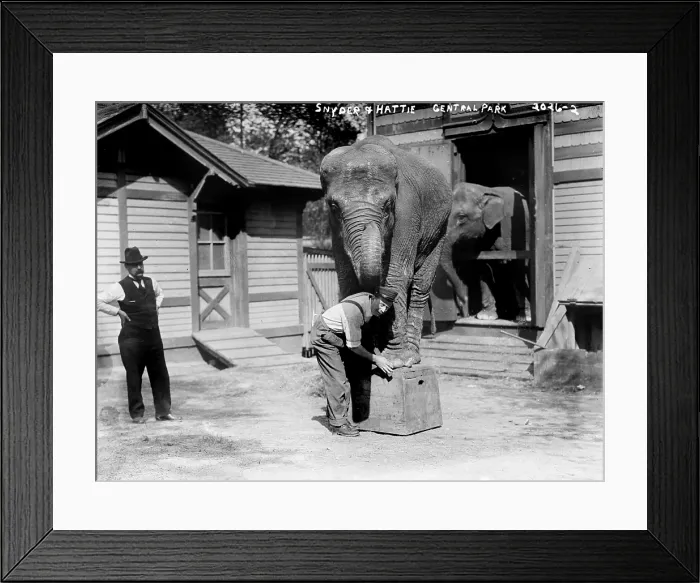 Framed Print : Bill Snyder (right), elephant trainer, and Hattie the elephant, in Central Park, New York City, circa early 1900s Framed Print : Bill Snyder (right), elephant trainer, and Hattie the elephant, in Central Park, New York City, circa early 1900s