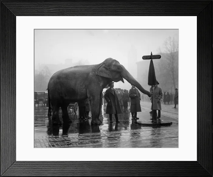 Framed Print : Elephant, and stop sign on a wet day, December 5, 1923