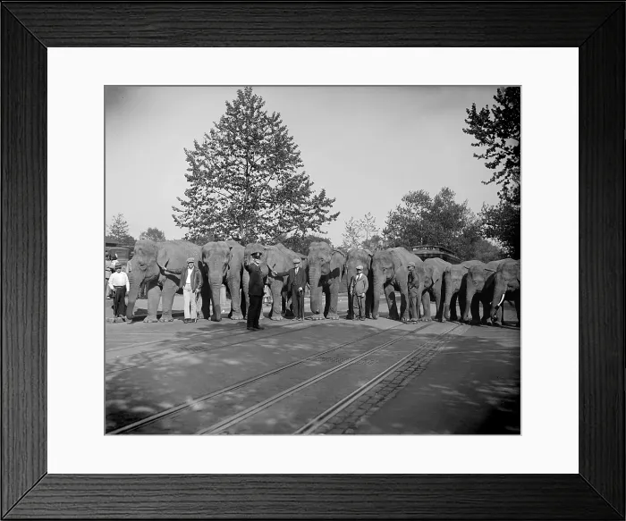 Framed Print : Elephants lines up, June 9, 1929 Framed Print : Elephants lines up, June 9, 1929