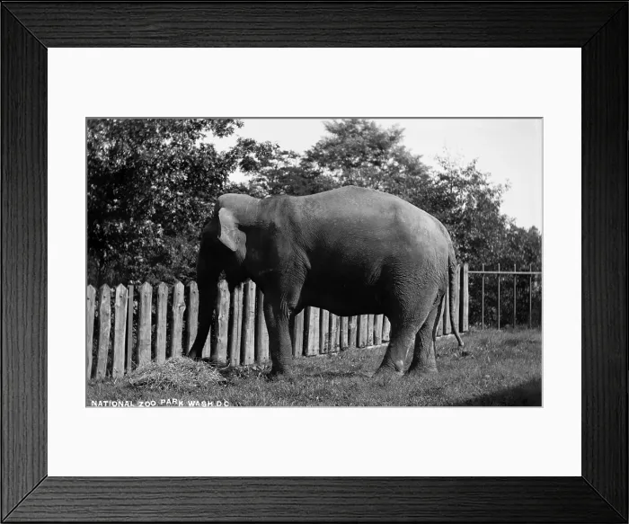Framed Print : Elephant eating at National Zoo Park, Washington DC, circa 1910s