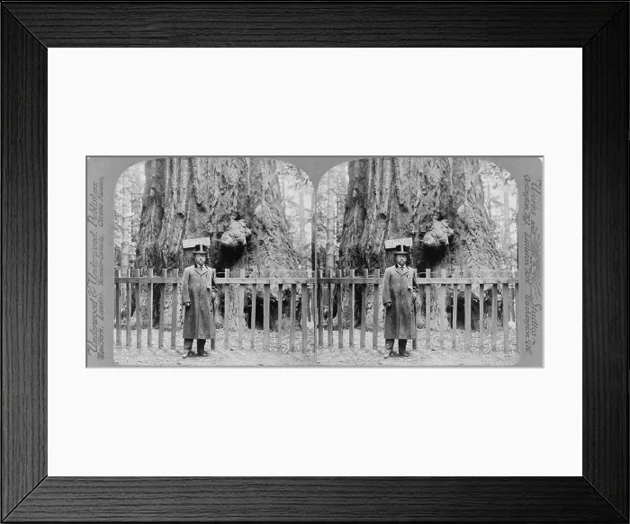 Framed Print : President Roosevelt standing before the forest king in Big Tree Grove, Santa Cruz, California in 1903 Framed Print : President Roosevelt standing before the forest king in Big Tree Grove, Santa Cruz, California in 1903